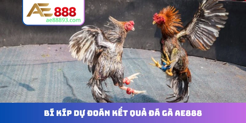 Bí kíp dự đoán kết quả đá gà AE888