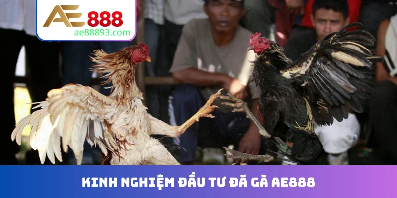 Kinh nghiệm đầu tư đá gà AE888
